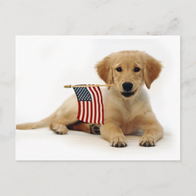 Golden Puppy and American Flag Postcard (Front)