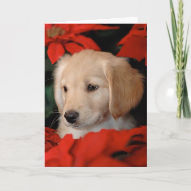 Golden Puppy and Poinsetta Christmas Card (Front)