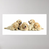 Golden Puppy Pile