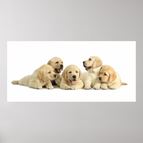 Golden Puppy Pile Poster