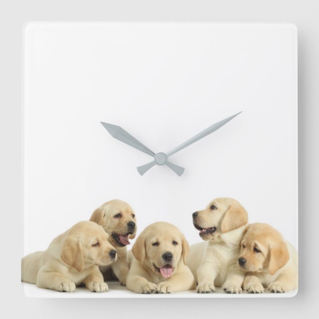 Golden Puppy Pile Square Wall Clock (Front)