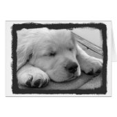 Golden Puppy Sleeping (Front Horizontal)