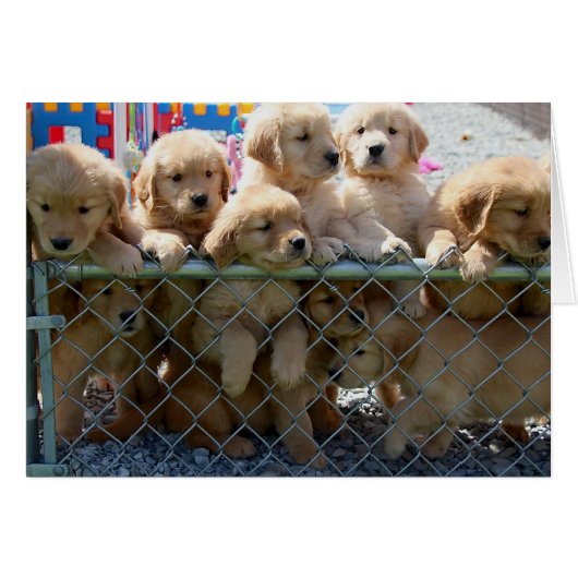 Golden Pups Cards (Front Horizontal)
