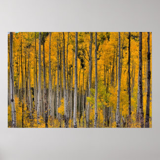 Golden Quakies, Colorado Poster