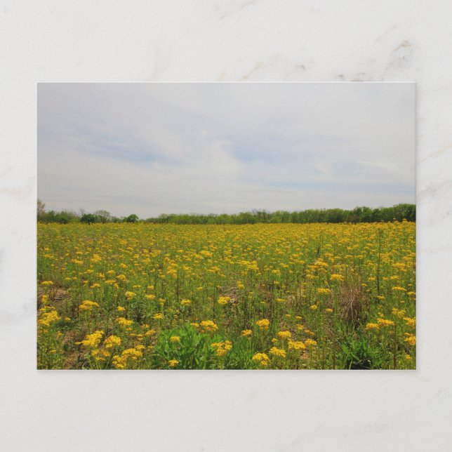 Golden Ragwort, Ohio Postcard (Front)