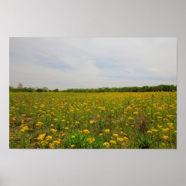Golden Ragwort, Ohio Poster (Front)