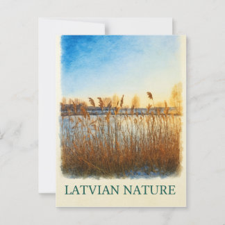 Golden Reeds at Dusk – Latvian Nature Postcard