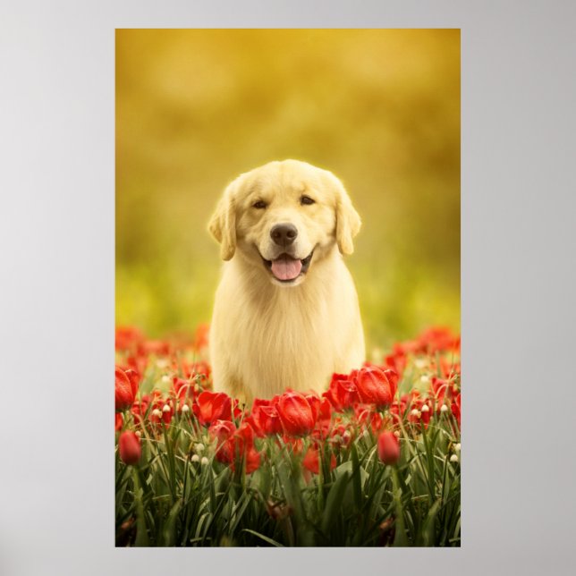 Golden Retirement in Red Flowers Poster (Front)