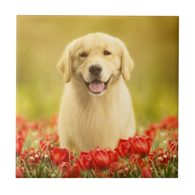 Golden Retirever in Red Flowers Ceramic Tile (Front)