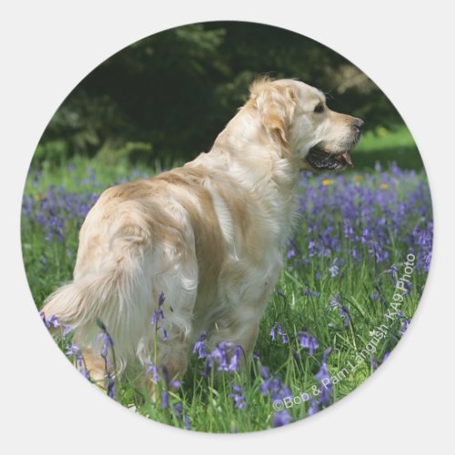 Golden Retreiver in Flowers Classic Round Sticker