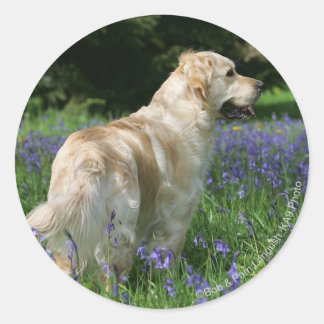 Golden Retreiver in Flowers Classic Round Sticker