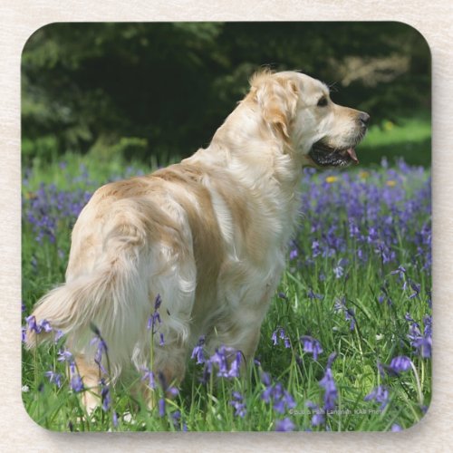 Golden Retreiver in Flowers Coaster