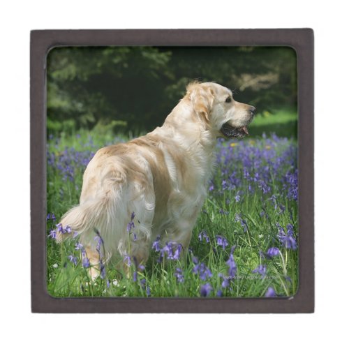 Golden Retreiver in Flowers Jewelry Box