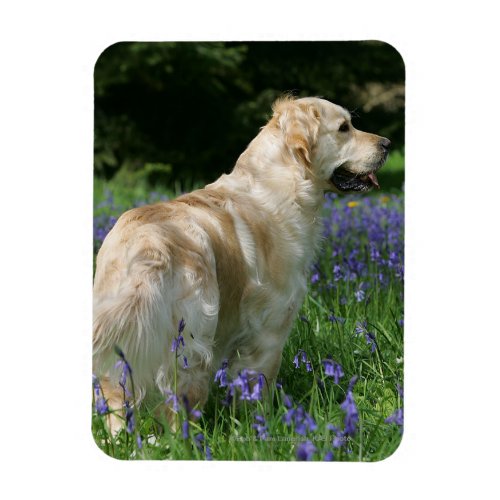 Golden Retreiver in Flowers Magnet