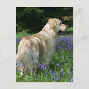 Golden Retreiver in Flowers Postcard
