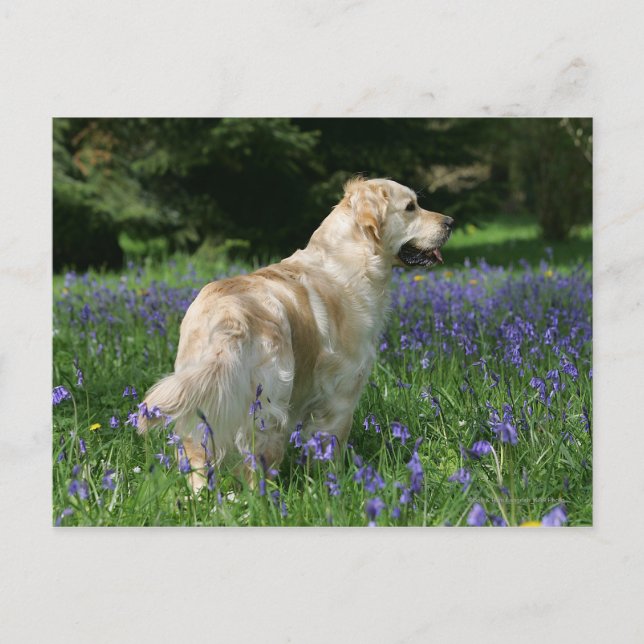 Golden Retreiver in Flowers Postcard (Front)