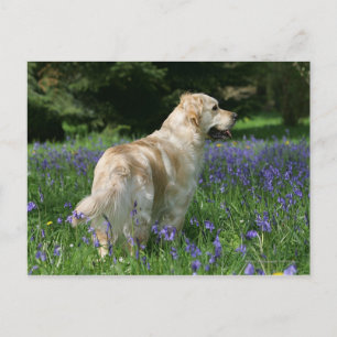 Golden Retreiver in Flowers Postcard
