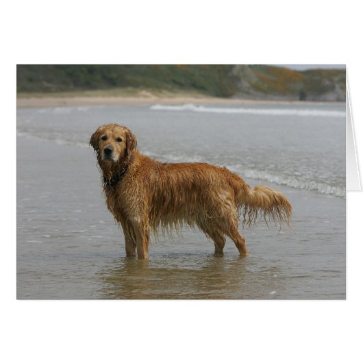 Golden Retreiver in the Sea (Front Horizontal)