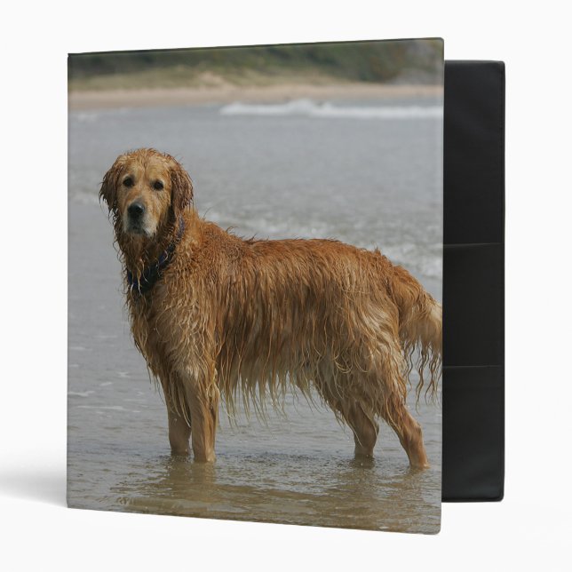 Golden Retreiver in the Sea 3 Ring Binder (Front/Inside)