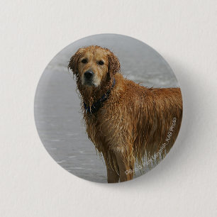Golden Retreiver in the Sea Button