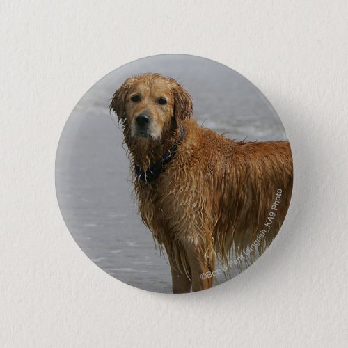 Golden Retreiver in the Sea Button