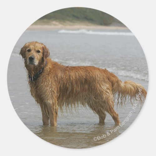 Golden Retreiver in the Sea Classic Round Sticker