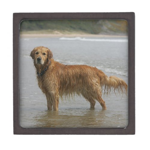 Golden Retreiver in the Sea Jewelry Box