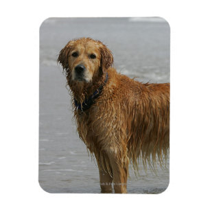 Golden Retreiver in the Sea Magnet
