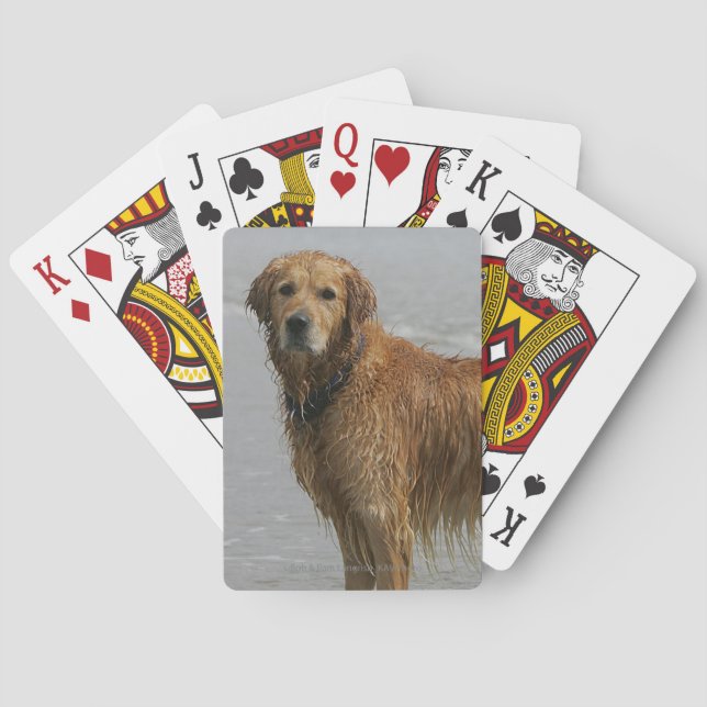 Golden Retreiver in the Sea Poker Cards (Back)
