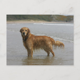Golden Retreiver in the Sea Postcard