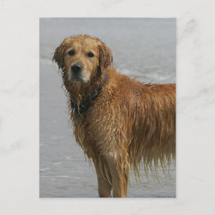 Golden Retreiver in the Sea Postcard