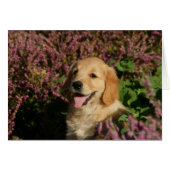 Golden Retreiver Puppy (Front Horizontal)