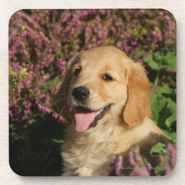 Golden Retreiver Puppy Beverage Coaster (Front)