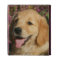 Golden Retreiver Puppy