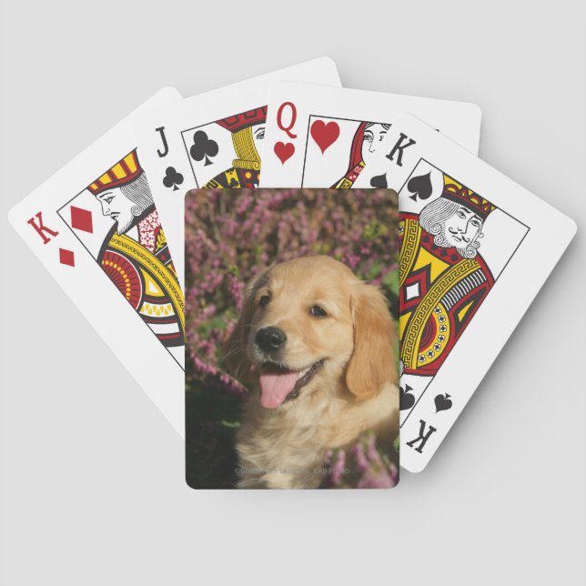 Golden Retreiver Puppy Poker Cards (Back)