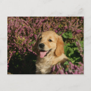 Golden Retreiver Puppy Postcard