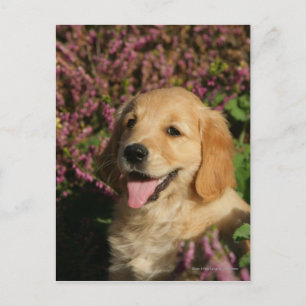 Golden Retreiver Puppy Postcard