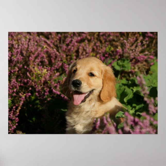 Golden Retreiver Puppy Poster (Front)