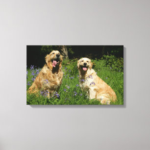 Golden Retreivers in Grass Canvas Print