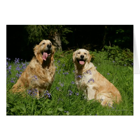 Golden Retreivers in Grass Cards (Front Horizontal)