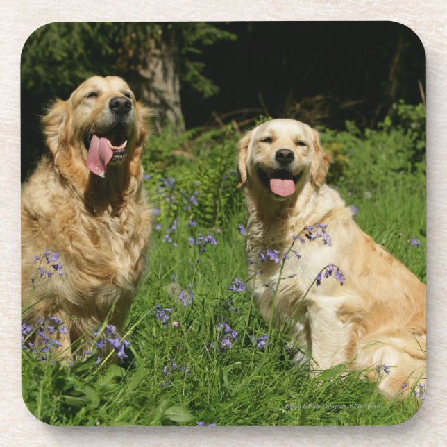 Golden Retreivers in Grass Coaster (Front)