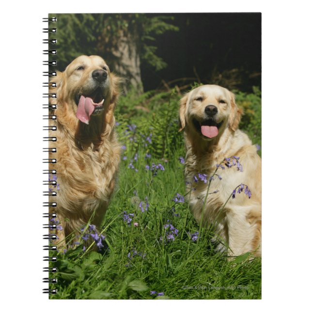 Golden Retreivers in Grass Notebook (Front)