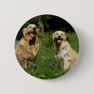 Golden Retreivers in Grass Pinback Button