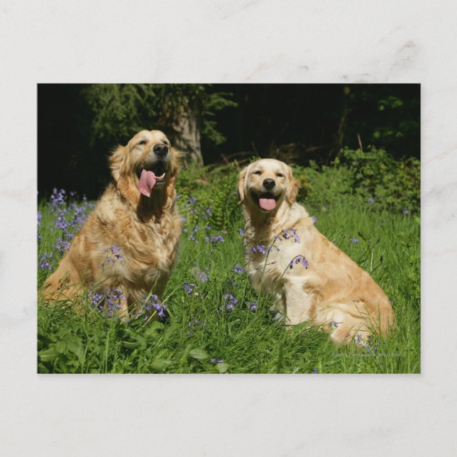 Golden Retreivers in Grass Postcard (Front)
