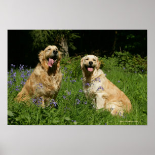 Golden Retreivers in Grass Poster