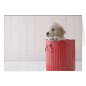 Golden Retriever (Front Horizontal)