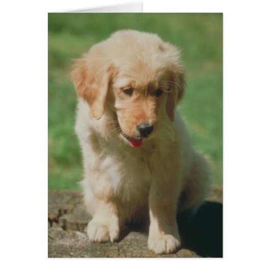 Golden Retriever (Front)