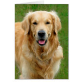 Golden Retriever (Front)