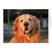 Golden Retriever (Front Horizontal)