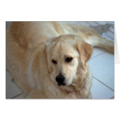 Golden Retriever (Front Horizontal)